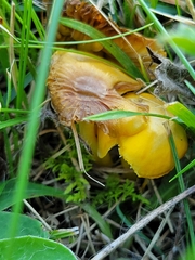 Hygrocybe ceracea
