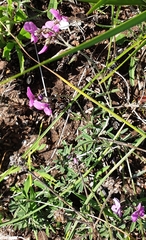 Glycine rubiginosa