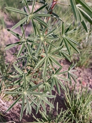 Lupinus argenteus