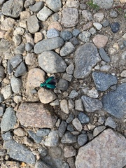 Cicindela sexguttata