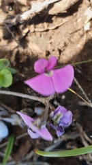 Glycine rubiginosa