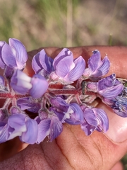 Lupinus argenteus