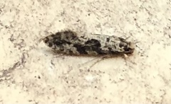Nemapogon granella