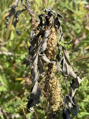Cuscuta glomerata
