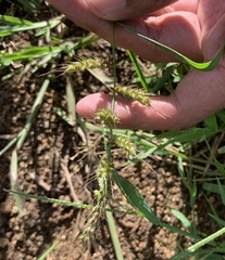 Echinochloa muricata