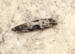 Nemapogon granella