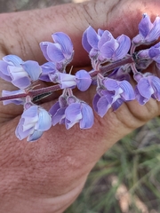 Lupinus argenteus