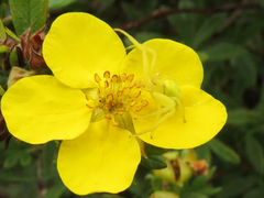 Misumena vatia