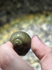 Neverita duplicata