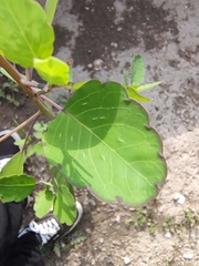 Porophyllum ruderale