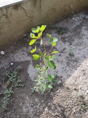 Porophyllum ruderale