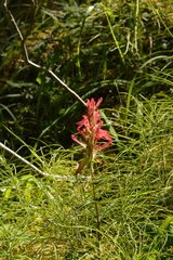 Castilleja miniata