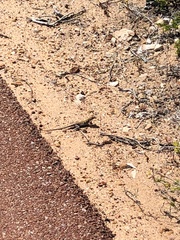 Ctenophorus maculatus