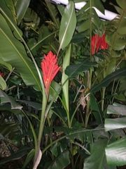 Musa coccinea