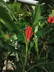 Musa coccinea