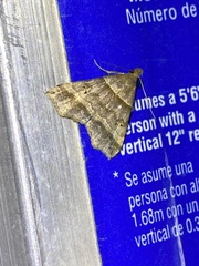 Phalaenophana pyramusalis