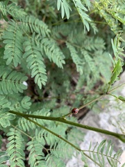 Cheilomenes sexmaculata