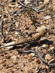 Ctenophorus maculatus