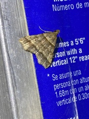 Phalaenophana pyramusalis