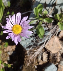Erigeron glacialis
