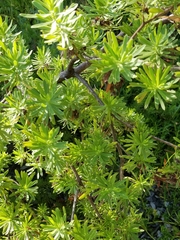 Suriana maritima
