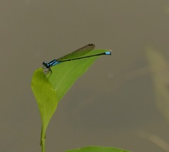 Acanthagrion trilobatum