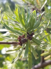 Suriana maritima