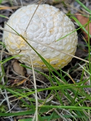 Amanita muscaria