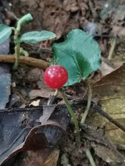 Geophila repens