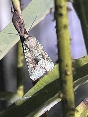 Lacinipolia explicata