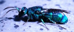 Chrysidinae
