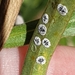 Dumbletoniella pittospori - Photo 由 Rosalie Lawrence 所上傳的 (c) Rosalie Lawrence，保留部份權利CC BY-NC