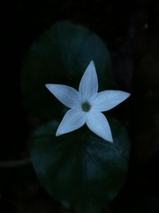 Geophila repens