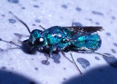 Chrysidinae