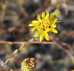 Lessingia pectinata pectinata