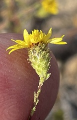 Lessingia pectinata pectinata