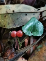 Geophila repens