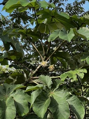 Cecropia
