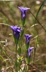 Gentianopsis crinita