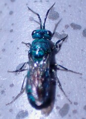 Chrysidinae