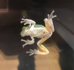 Hyla versicolor