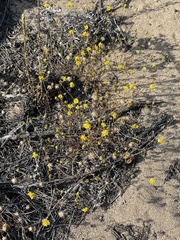 Lessingia pectinata pectinata