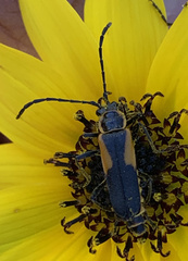 Chauliognathus limbicollis