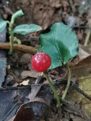 Geophila repens