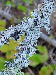 Hypogymnia physodes