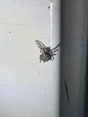 Acanthepeira