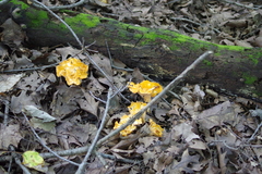 Cantharellus lateritius