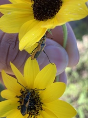 Chauliognathus limbicollis