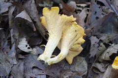 Cantharellus lateritius