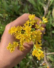 Solidago rigida glabrata